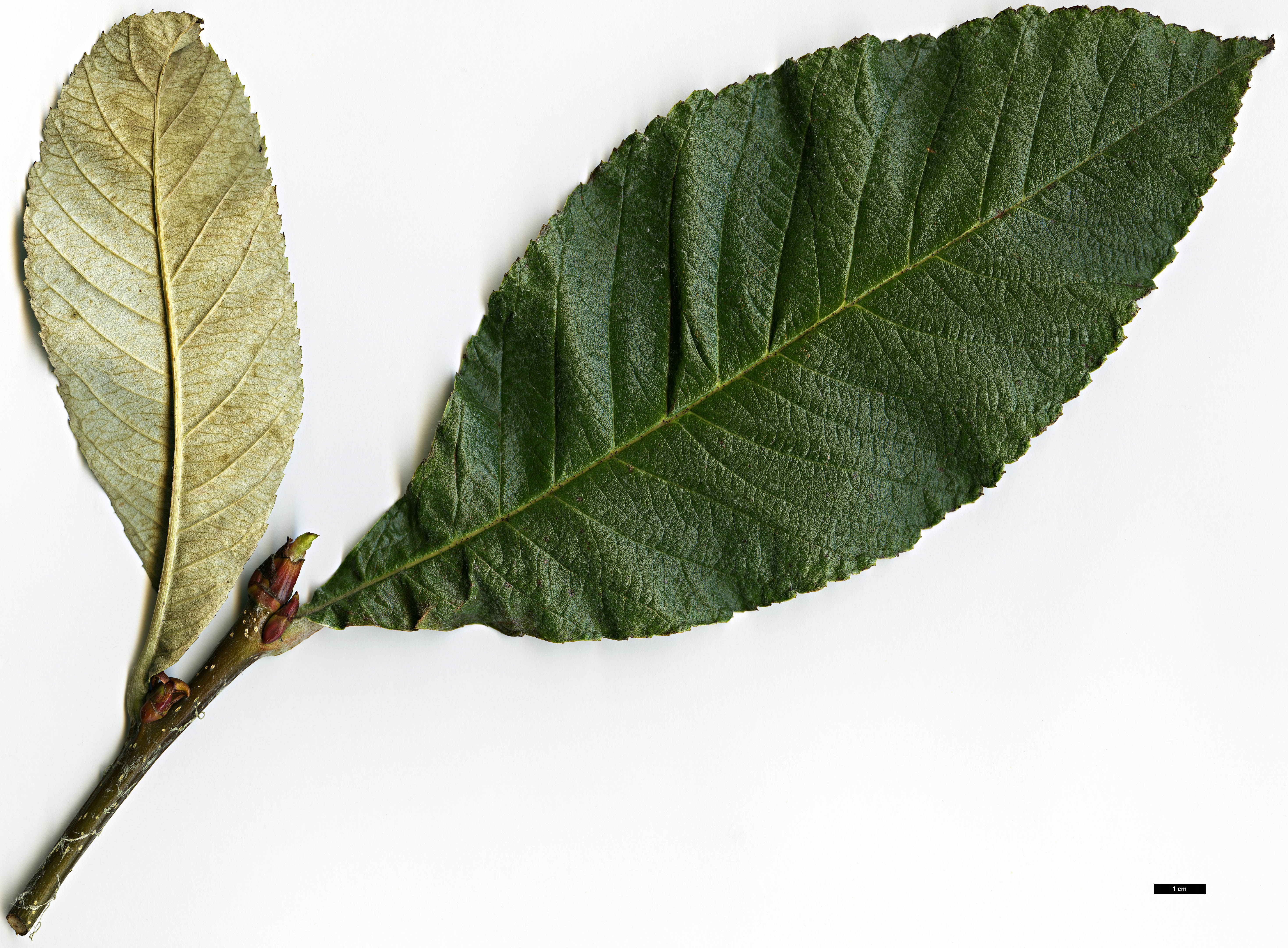 High resolution image: Family: Rosaceae - Genus: Sorbus - Taxon: 'Harold Hillier'